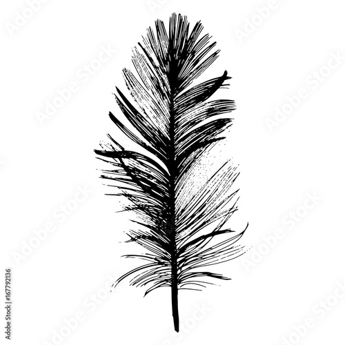 Vector bird feather from wing isolated. Vector feather for background, texture, wrapper pattern, frame or border.