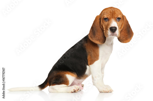 Beagle puppy on white background