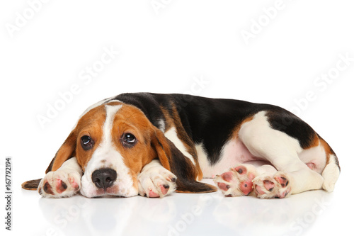 Beagle puppy lying on white background