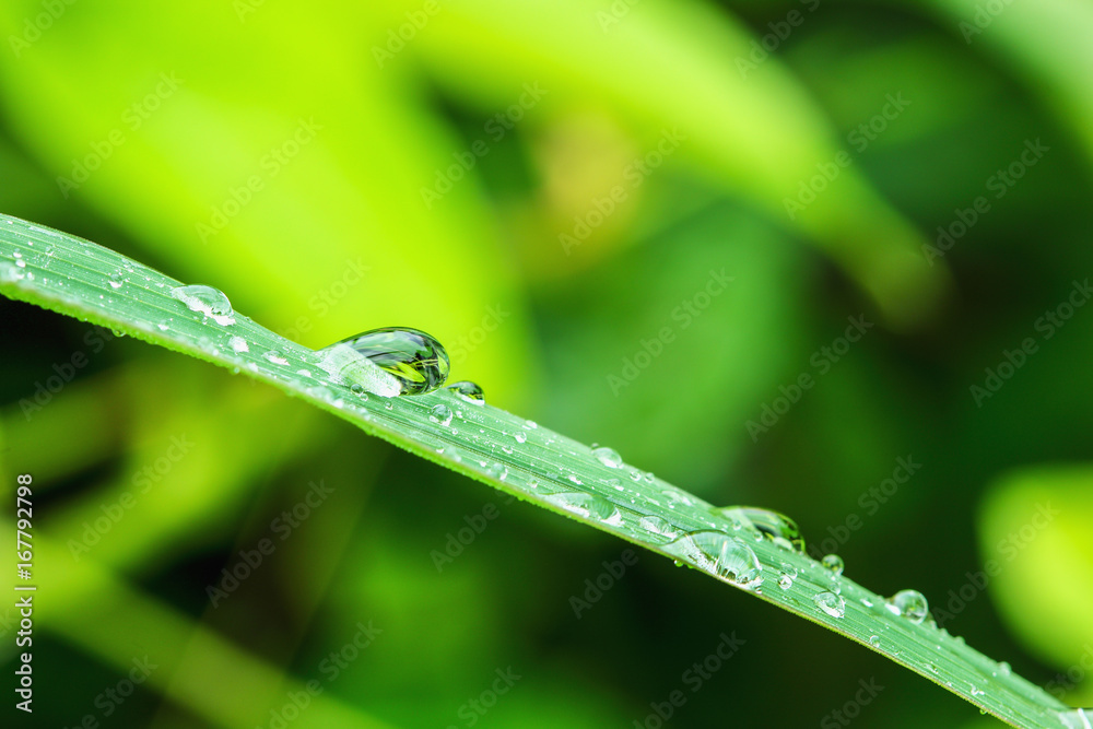 Dew drops on grass fresh leaves in nature Dew drops on grass fresh leaves in nature