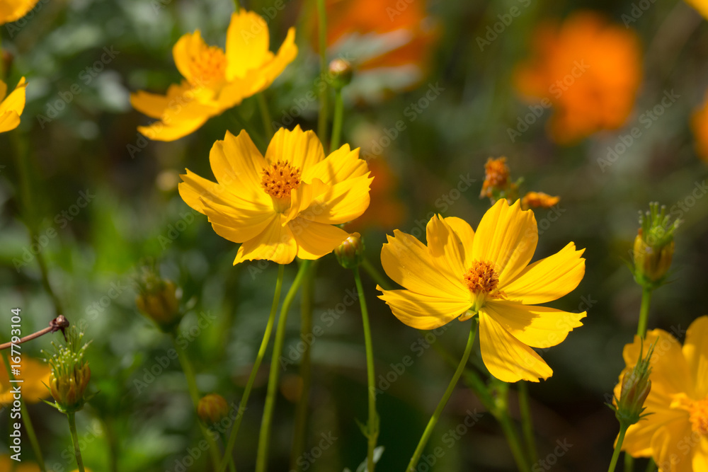 Macro di fiori cosmos gialli Macro di fiori cosmos gialli