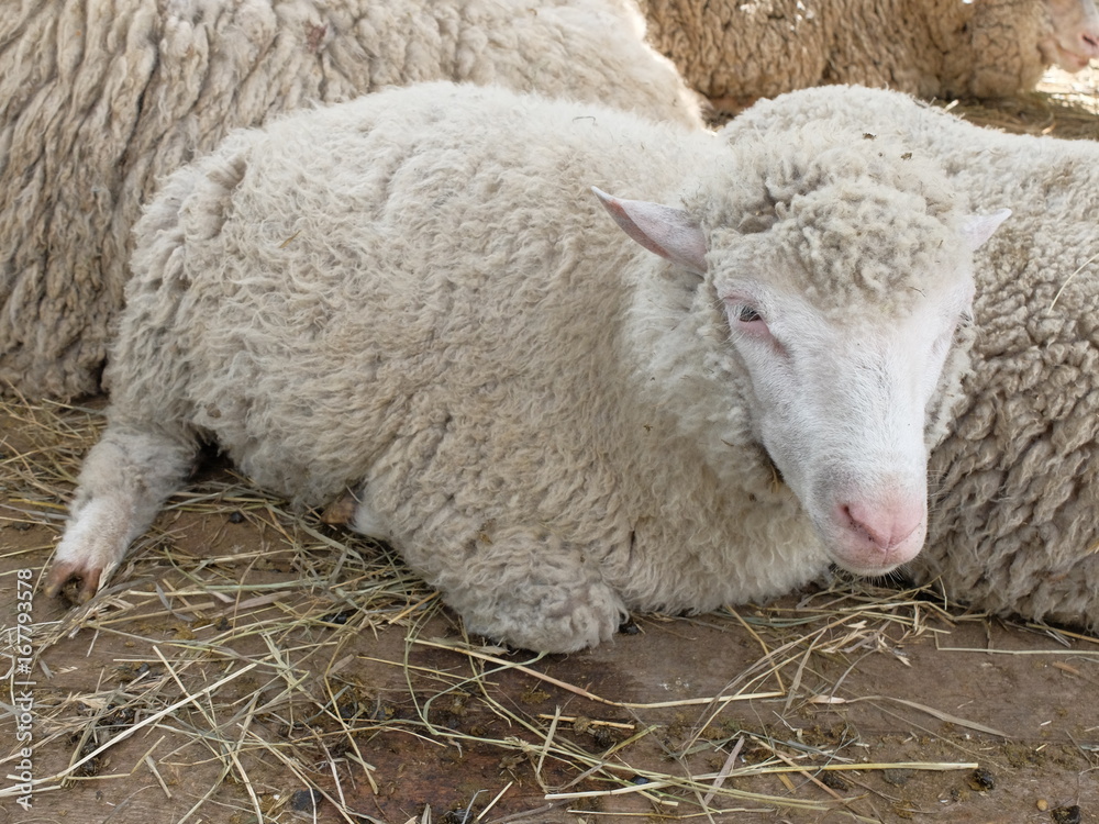 Sheep breed - Soviet