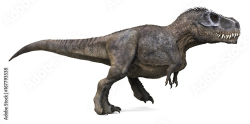 3D rendering of Tyrannosaurus Rex walking, isolated on a white background. © Herschel Hoffmeyer