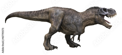 3D rendering of Tyrannosaurus Rex looking for food, isolated on a white background. © Herschel Hoffmeyer