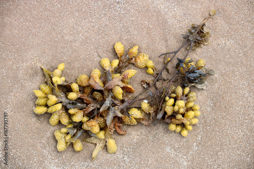 Seaweed Washed Up on a Beach