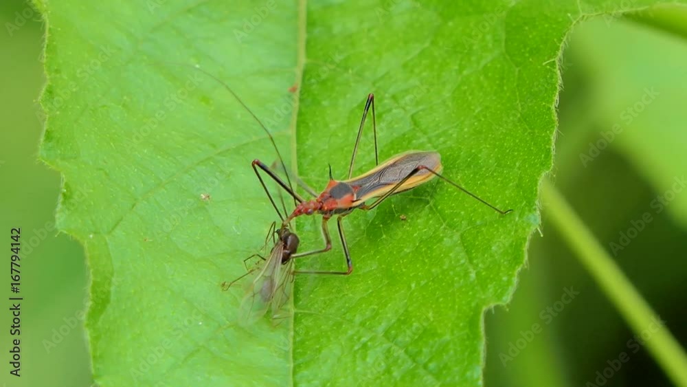 Assassin bug beetle eating insect on leaves in tropical rain forest. Assassin bug beetle eating insect on leaves in tropical rain forest.
