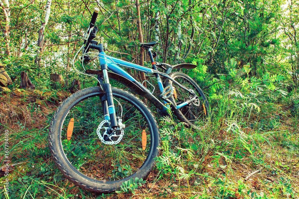 bike lies in the Woods