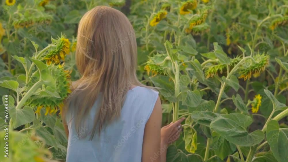 Back view of unrecognizable blond woman walking in a field of sunflowers. Slowmotion shot Back view of unrecognizable blond woman walking in a field of sunflowers. Slowmotion shot