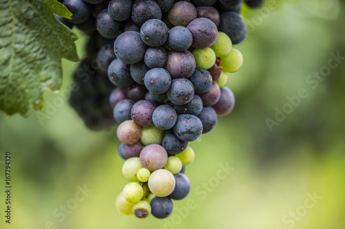 blue grapes close up