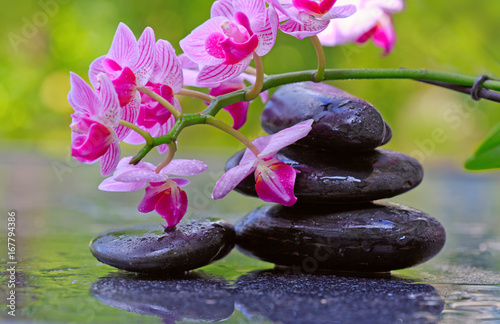 Black spa stones and pink orchid flowers .