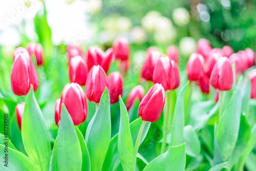 Fototapeta Naklejka Na Ścianę i Meble -  Fresh red tulip flowers in park with green bokeh background