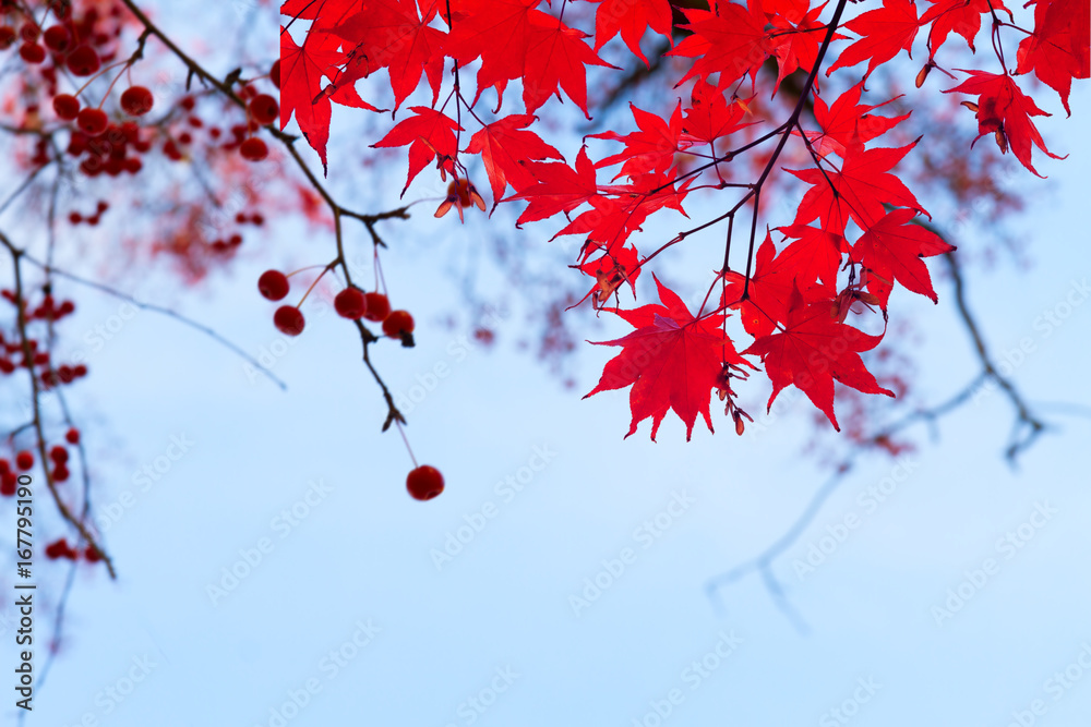 Branches with red fall berries and maple leaves on blue sky background Branches with red fall berries and maple leaves on blue sky background