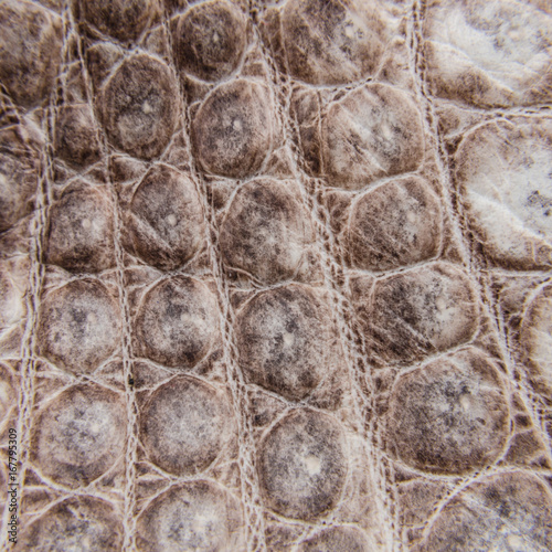 Freshwater crocodile belly skin texture background.