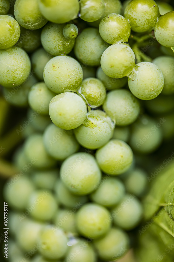 blue grapes in vineyard