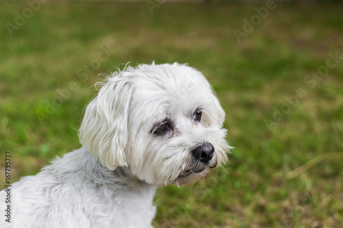 Sad white dog on grass background