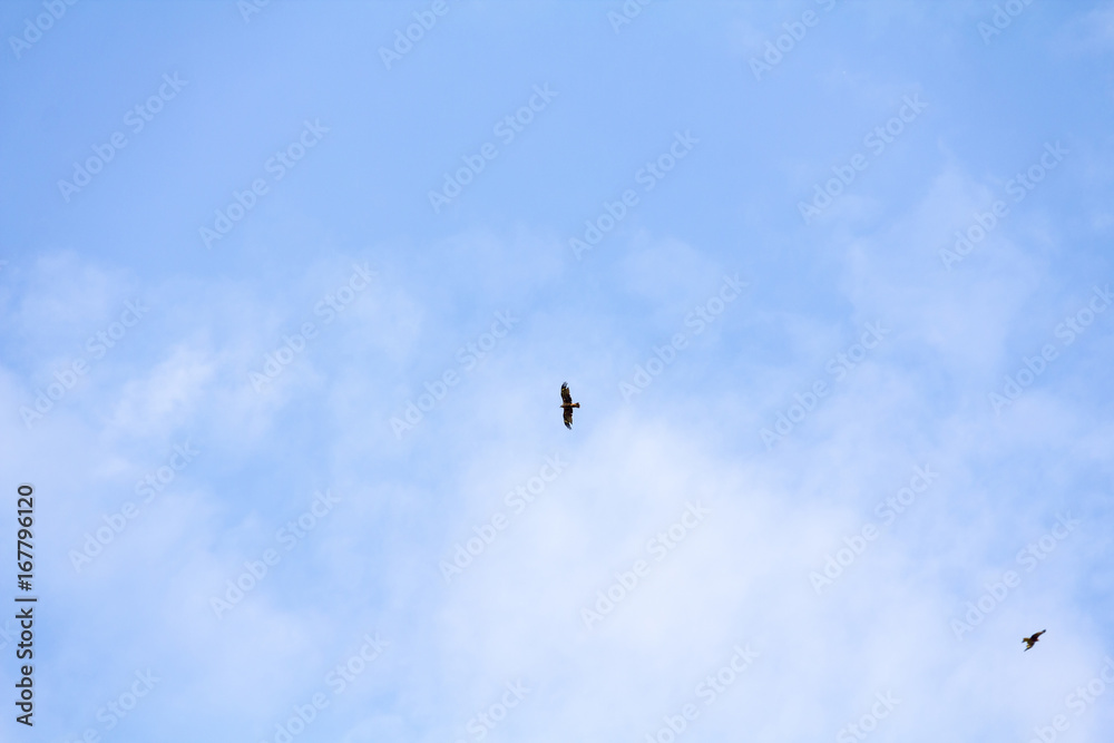 Bird of prey kite hovers in serene blue sky