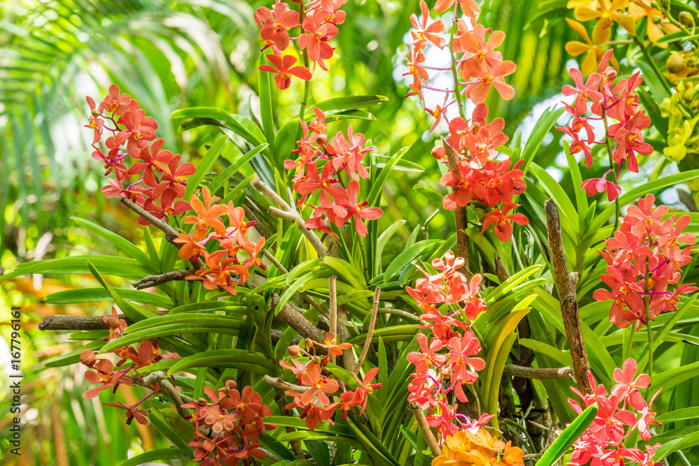 Purple and pink orchid flowers orchid flowers Purple and pink orchid flowers orchid flowers