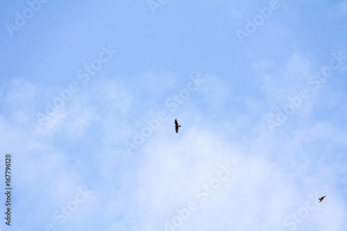 Obraz na płótnie Bird of prey kite hovers in serene blue sky w salonie