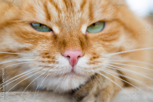 Beautiful red cat © frizzyfoto