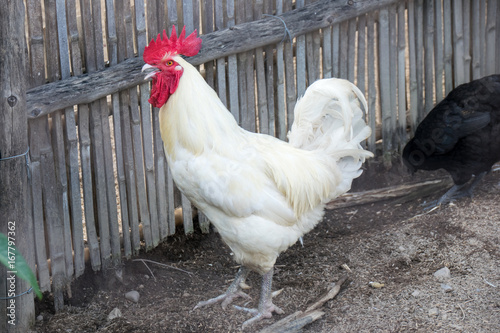 White rooster Breeder in farm of agriculture
