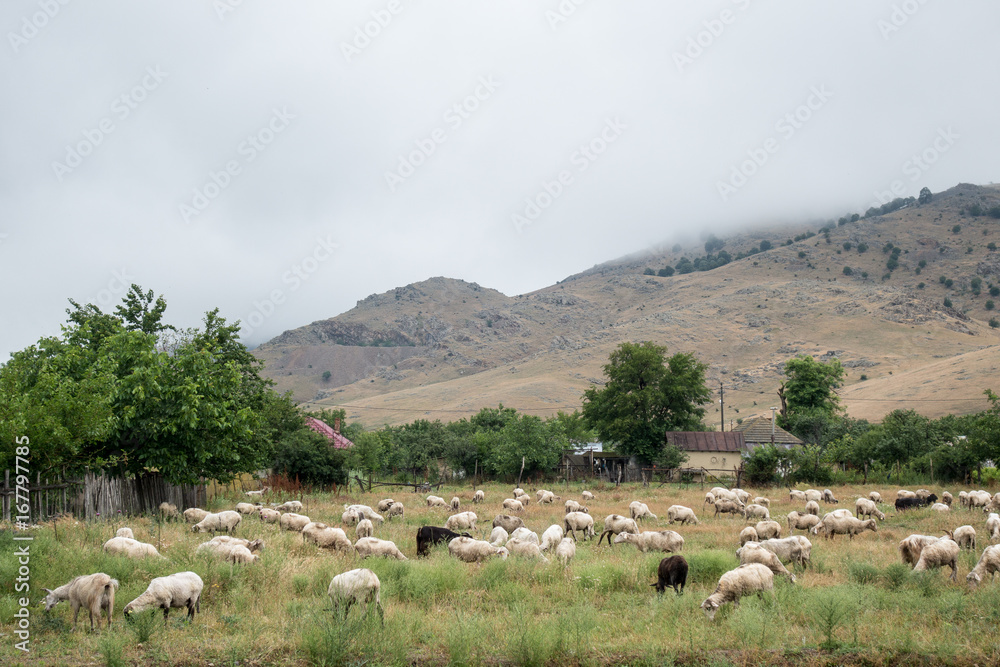 Herds of sheep in  Macin mountains, Dobrogea county, Romania; spring day