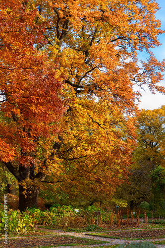 Vibrant fall yellow and orange oak tree foliage