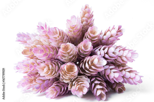Purple succulent on white background