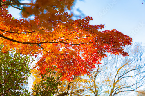 The maple and autumn leaves.The shooting location is Arisugawa Park in Minami Azabu, Minato-ku, Tokyo, Japan.  photo