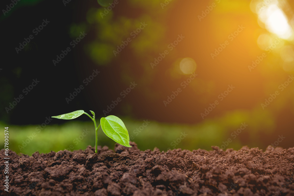 Fototapeta premium Seedling and plant growing in soil on nature background