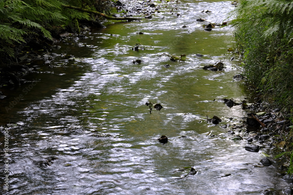 Obraz premium Ritterhuder Beeke im Sommer