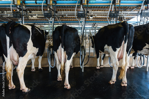 Fotografi A row of dairy cows ready for getting milk