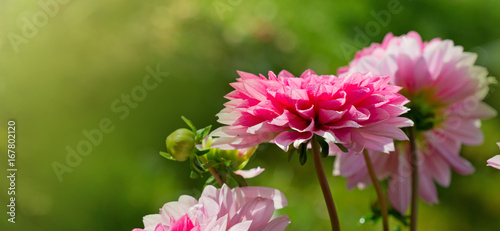 Fototapeta Naklejka Na Ścianę i Meble -  Pink dahlia flowers background.
