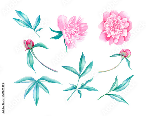 Peonies flower elements illustration set in watercolor style © Pykhtik