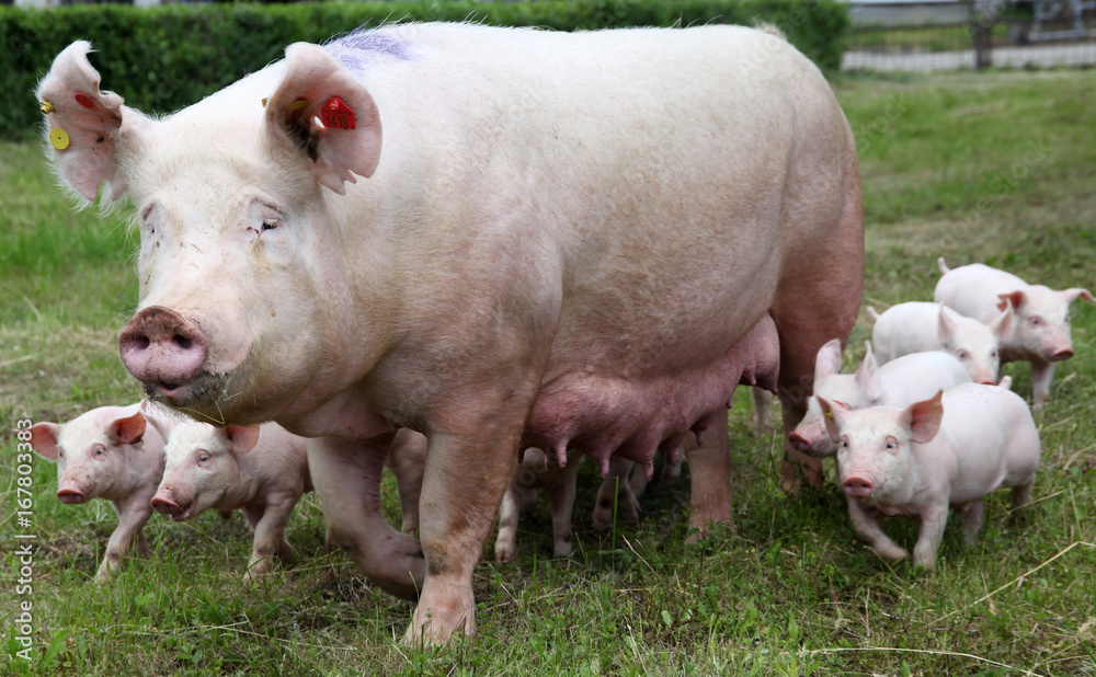 Piglets suckling from fertile sow Piglets suckling from fertile sow