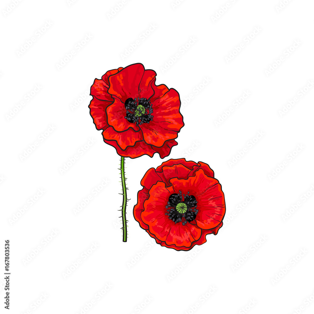 Fototapeta Vector red poppy flower blooming. Isolated illustration on a white background. Realistic hand drawn blossom with stem. Floral design object. Summer, spring sign, symbol.