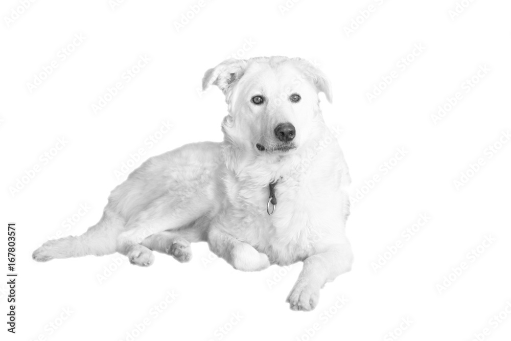 Kuvasz, big white dog on white background, isolated 
