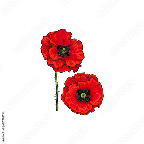 Fototapeta Vector red poppy flower blooming. Isolated illustration on a white background. Realistic hand drawn blossom with stem. Floral design object. Summer, spring sign, symbol.
