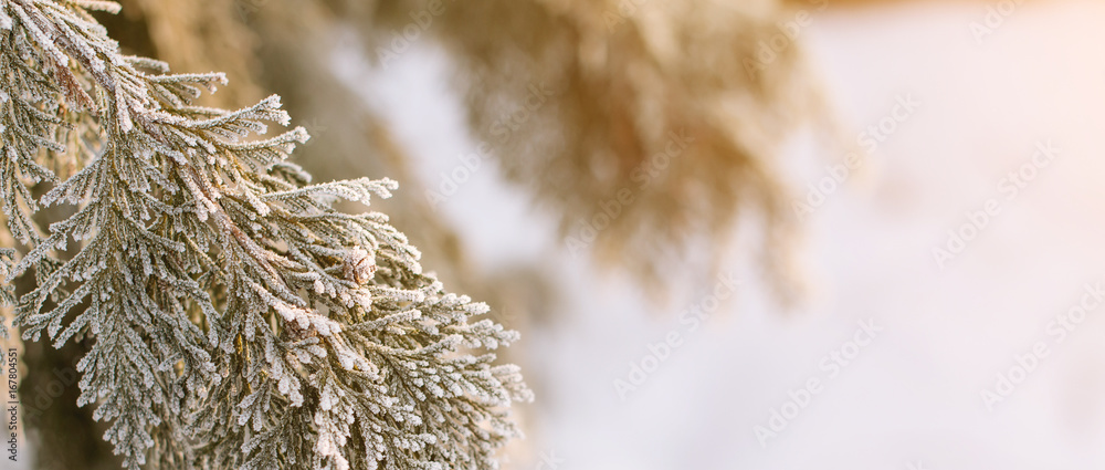Frozen thuja branches. Winter background and copyspace. Frozen thuja branches. Winter background and copyspace.