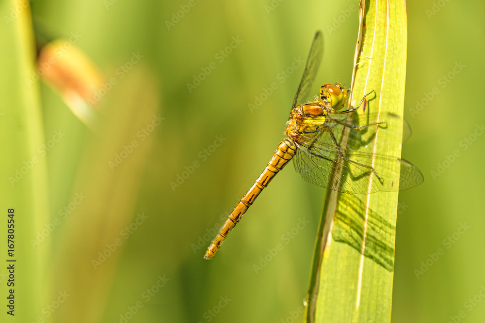 Blutrote Heidelibelle, Sympetrum sanguineum, junges Weibchen Blutrote Heidelibelle, Sympetrum sanguineum, junges Weibchen
