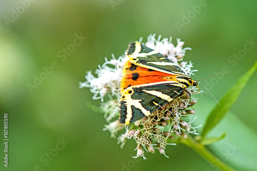 Russische Bär, Euplagia quadripunctaria, sitzt auf Blüte photo