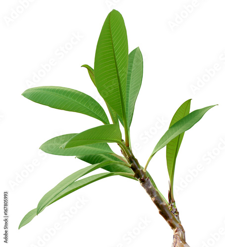 Top view of the small plant, green fresh leaf on center group branches, white background isolated. Frangipani, Plumeria, Temple Tree, West Indian Jasmine, Pagoda Tree leaves with clipping path
