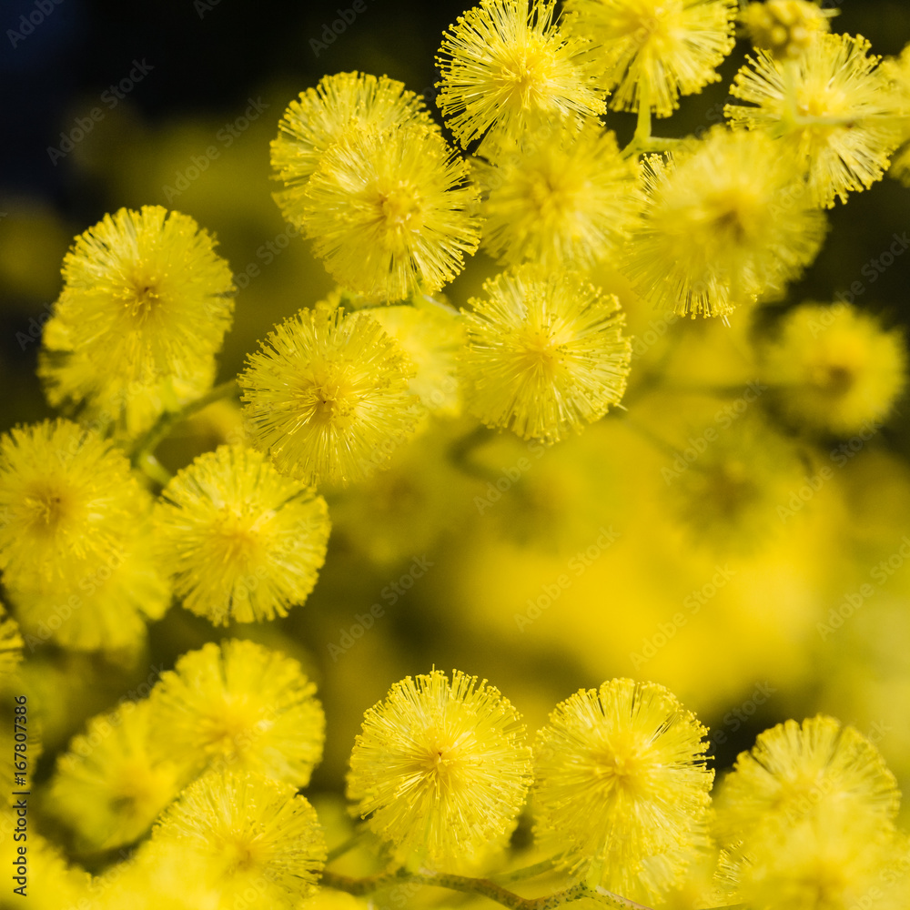 Mimosa Mimosa