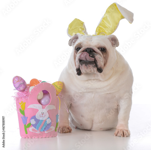 dog dressed up for easter © Willee Cole