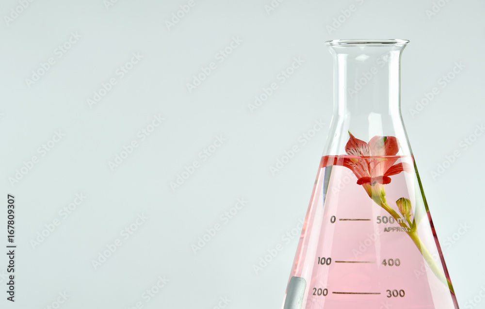 Natural organic extraction and green herbal leaves, Flower aroma essence solution in laboratory.