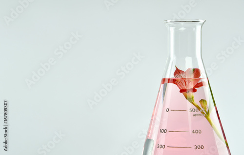 Natural organic extraction and green herbal leaves, Flower aroma essence solution in laboratory.