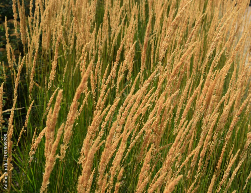 Obraz premium river wheat cr2017darrelljbanks