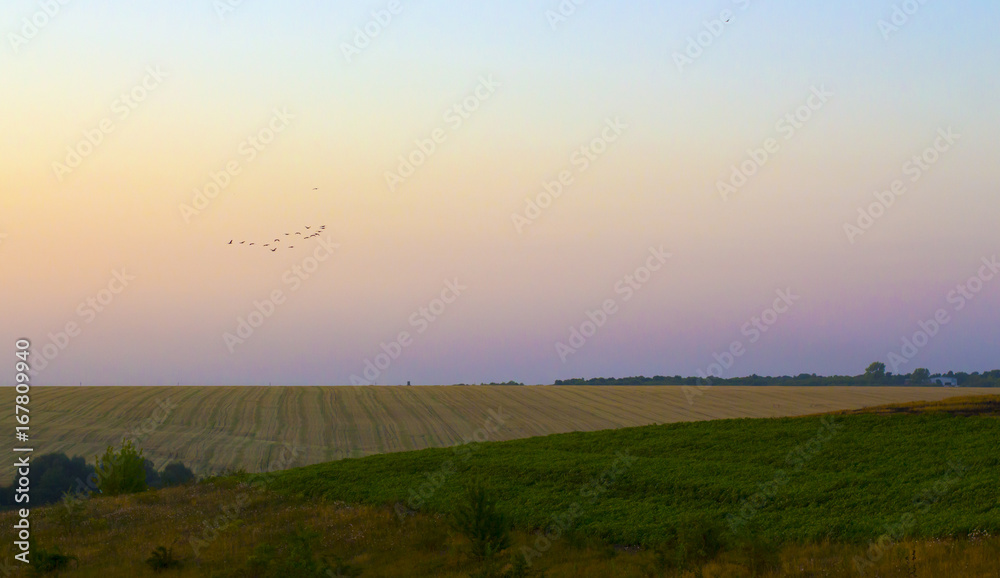 Fototapeta premium Evening in the countryside, fields with birth and gray sky