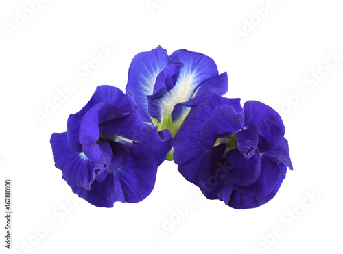 Butterfly Pea flower istolated on white. This has cipping path.