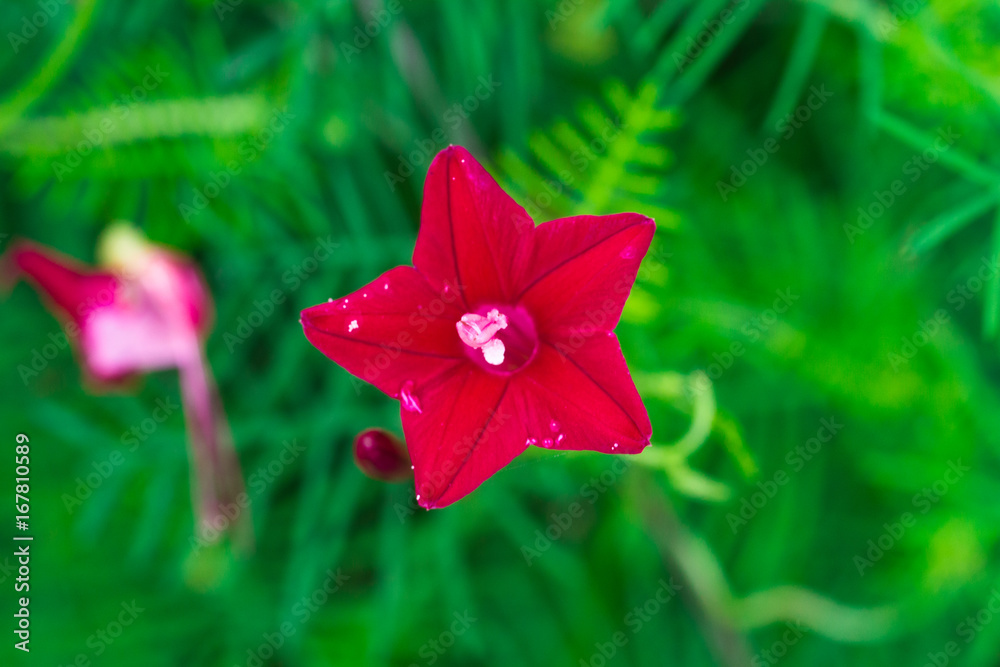 Ipomoea Quamoclit Flower 星型の花 ルコウソウ Stock Photo Adobe Stock Ipomoea Quamoclit Flower 星型の花 ルコウソウ Stock Photo Adobe Stock