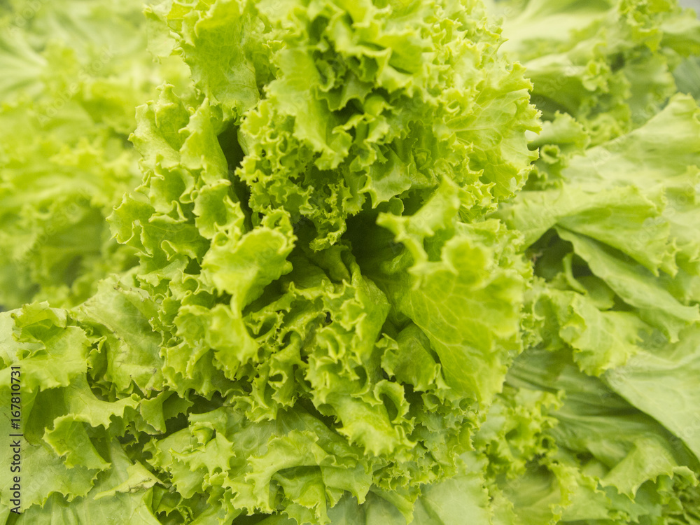 lettuce lettuce